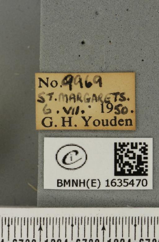 Habrosyne pyritoides (Hufnagel, 1766) - BMNHE_1635470_label_201893