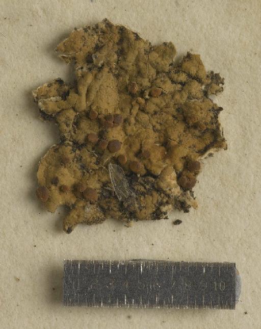 Lecidea thaleriza Stirt. - BM001106209_a