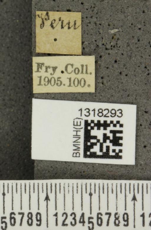 Cosmogramma (Chromodora) kinbergi (Boheman, 1858) - BMNHE_1318293_label_17336