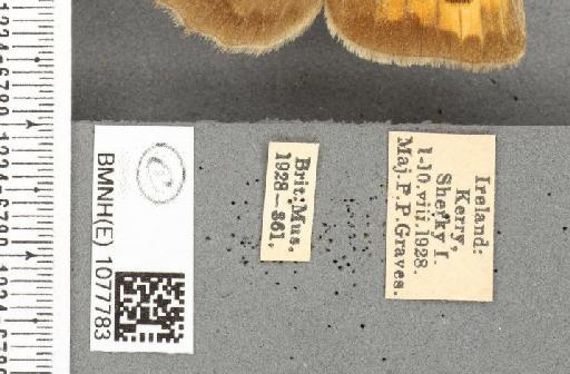 Maniola jurtina iernes Graves, 1930 - BMNHE_1077783_label_61335