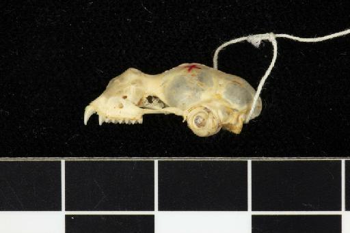 Hipposideros coxi Shelford, 1901 - 1901_6_23_1-Hipposideros_coxi-Type-Skull-lateral