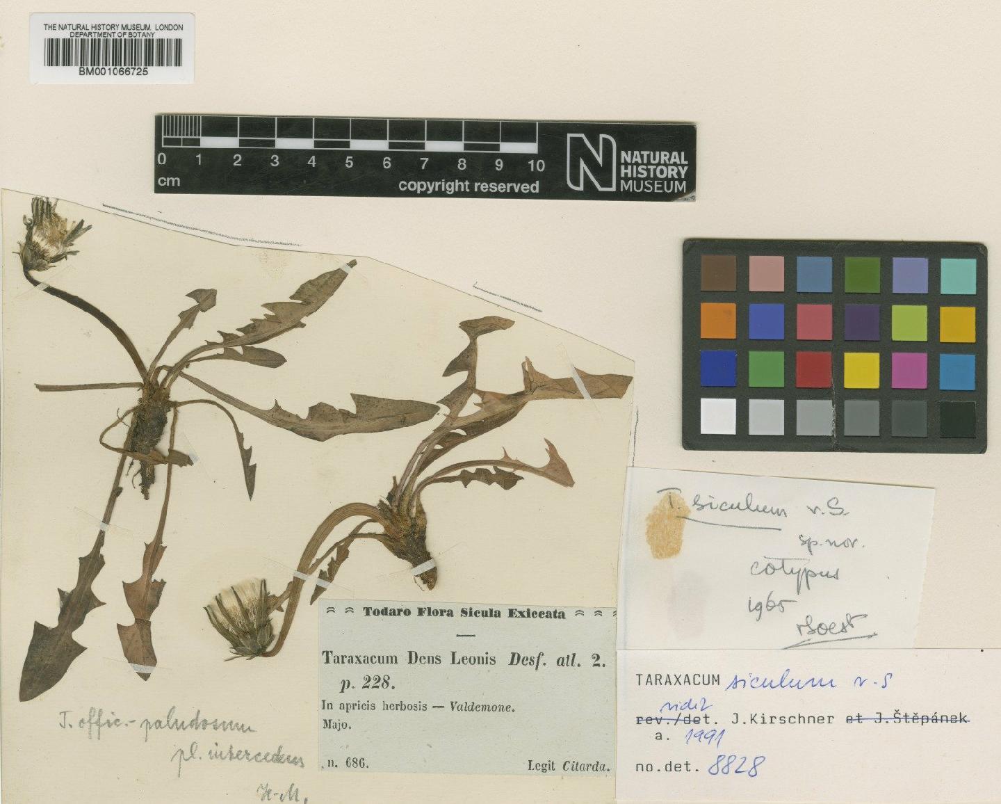 To NHMUK collection (Taraxacum siculum Soest; TYPE; NHMUK:ecatalogue:2230024)
