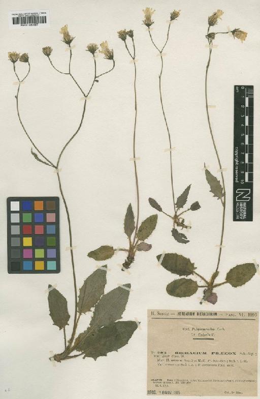 Hieracium praecox subsp. vernum Sauzé & Maillard - BM001050827