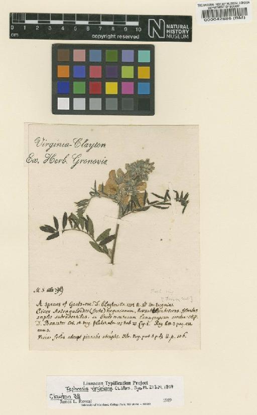 Tephrosia virginiana (L.) Pers. - BM000042686
