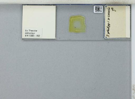 Phlebotomus (Euphlebotomus) philippinensis philippinensis Manalang - 015265222_811454_1329571_157882_NoStatus