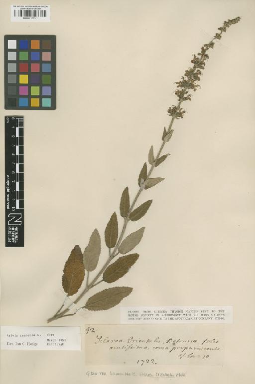 Salvia nemorosa L. - BM001122771