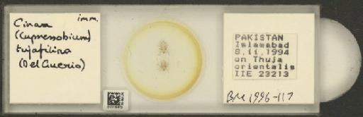 Cinara (Cupressobium) tujafilinus Del Guercio, 1909 - 010129872_112974_1093875