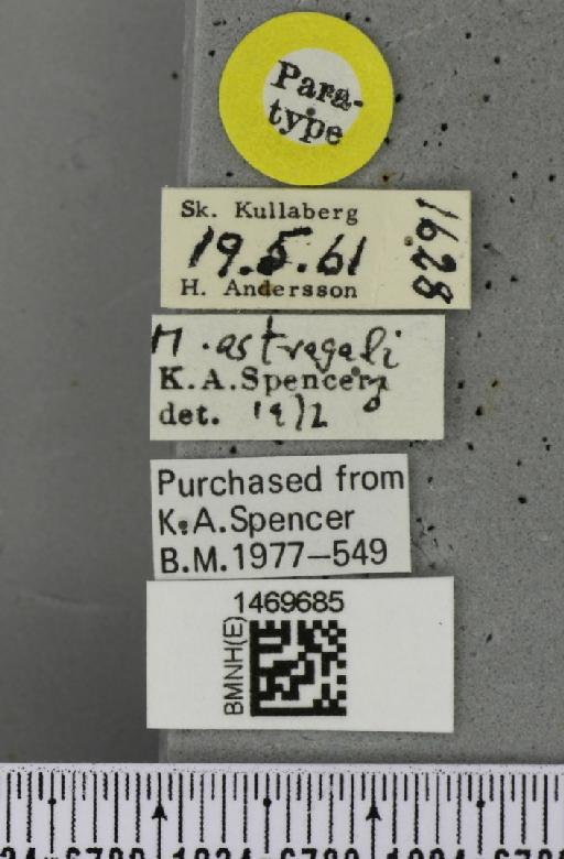 Melanagromyza astragali Spencer, 1976 - BMNHE_1469685_label_44915