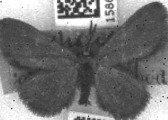 Idaea muricata ab. totarubra Lambillion, 1905 - BMNH(E)_1586188