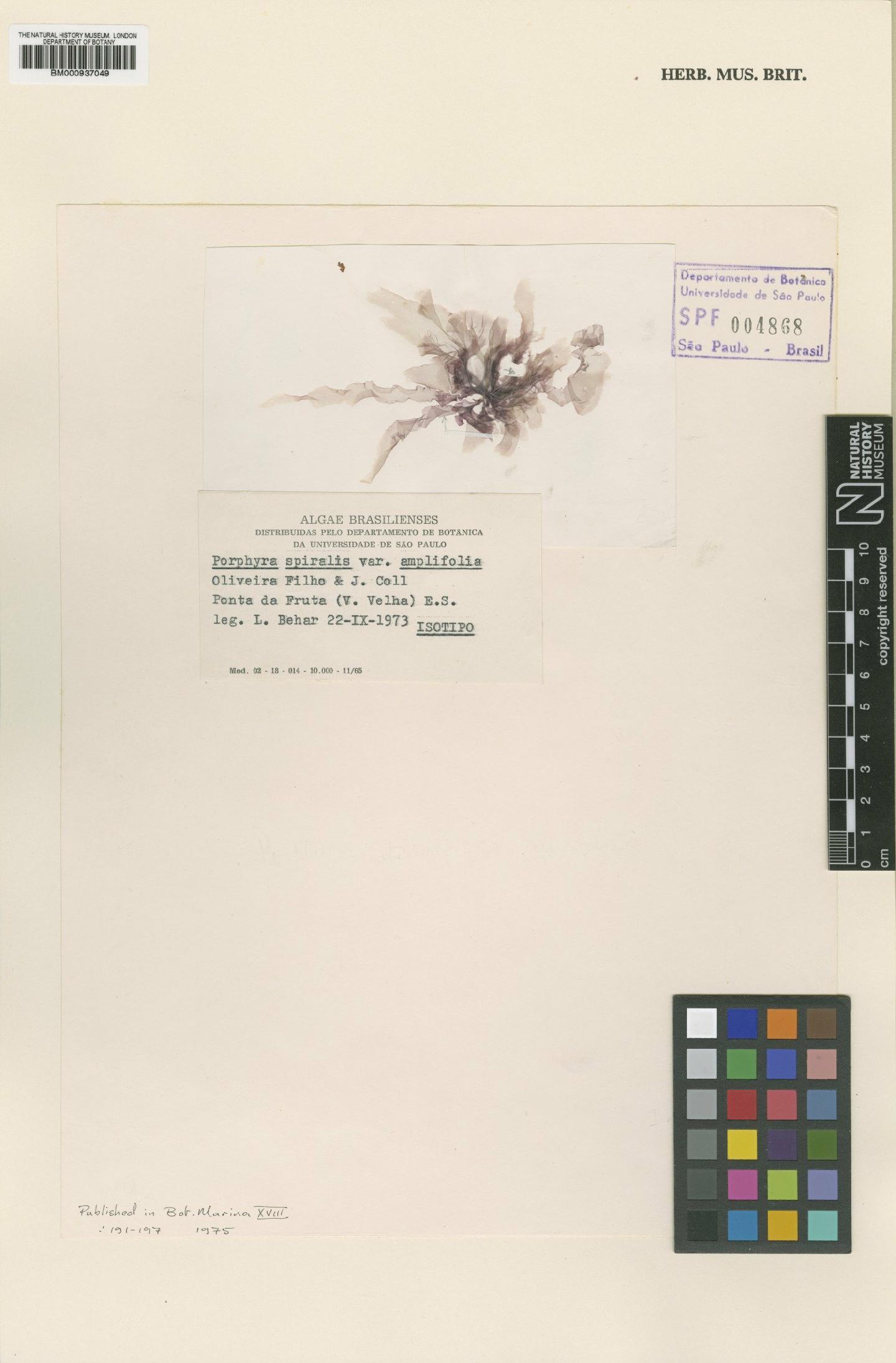 To NHMUK collection (Porphyra spiralis var. amplifolia Oliveira & Coll; Isotype; NHMUK:ecatalogue:465887)