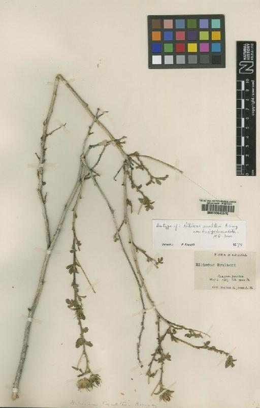 Hibiscus coulteri Gray - BM000645570
