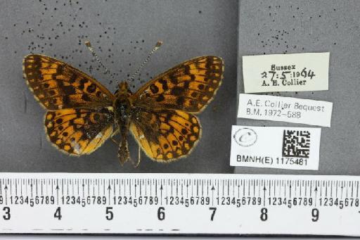 Boloria selene selene Denis & Schiffermüller, 1775 - BMNHE_1175481_30943