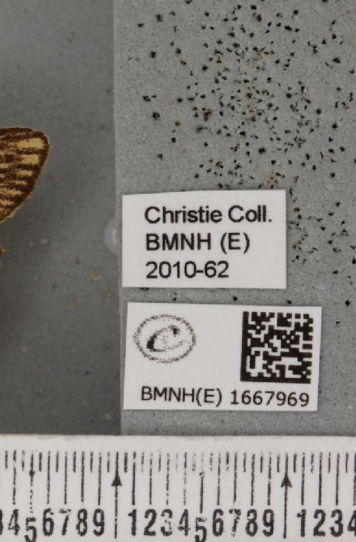 Coscinia striata (Linnaeus, 1758) - BMNHE_1667969_label_355623