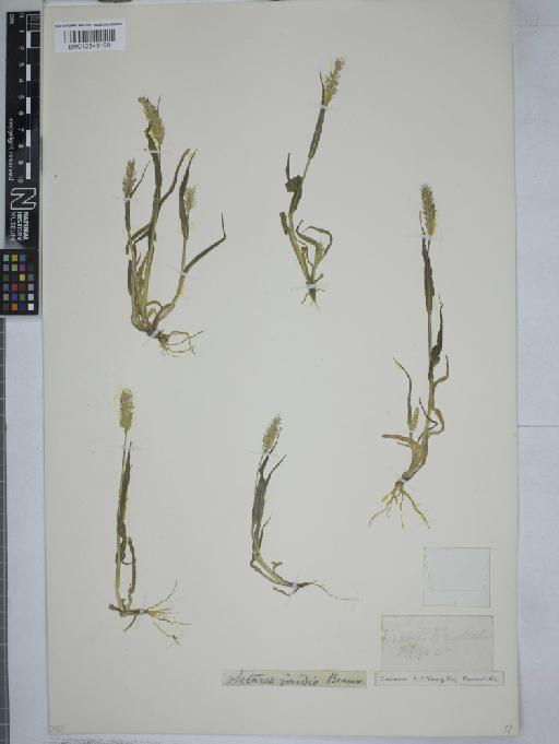 Setaria viridis (L.) P.Beauv. - 012549188