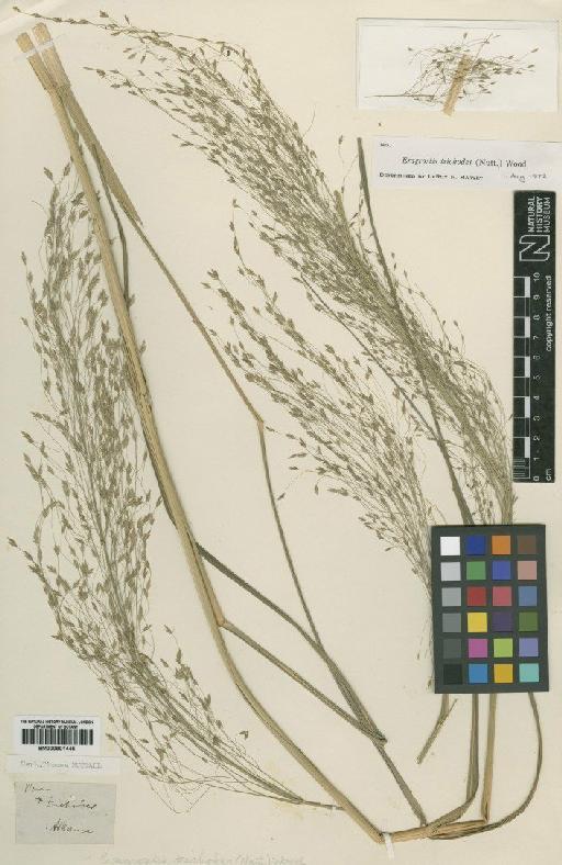 Eragrostis trichodes (Nutt.) Alph.Wood - BM000901445