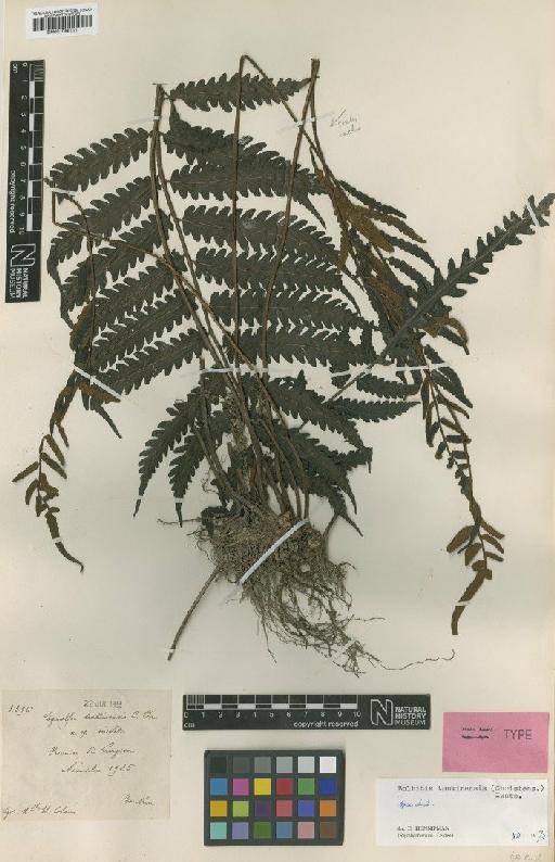 Bolbitis tonkinensis (C.Chr. ex Ching) K.Iwats. - BM001066111