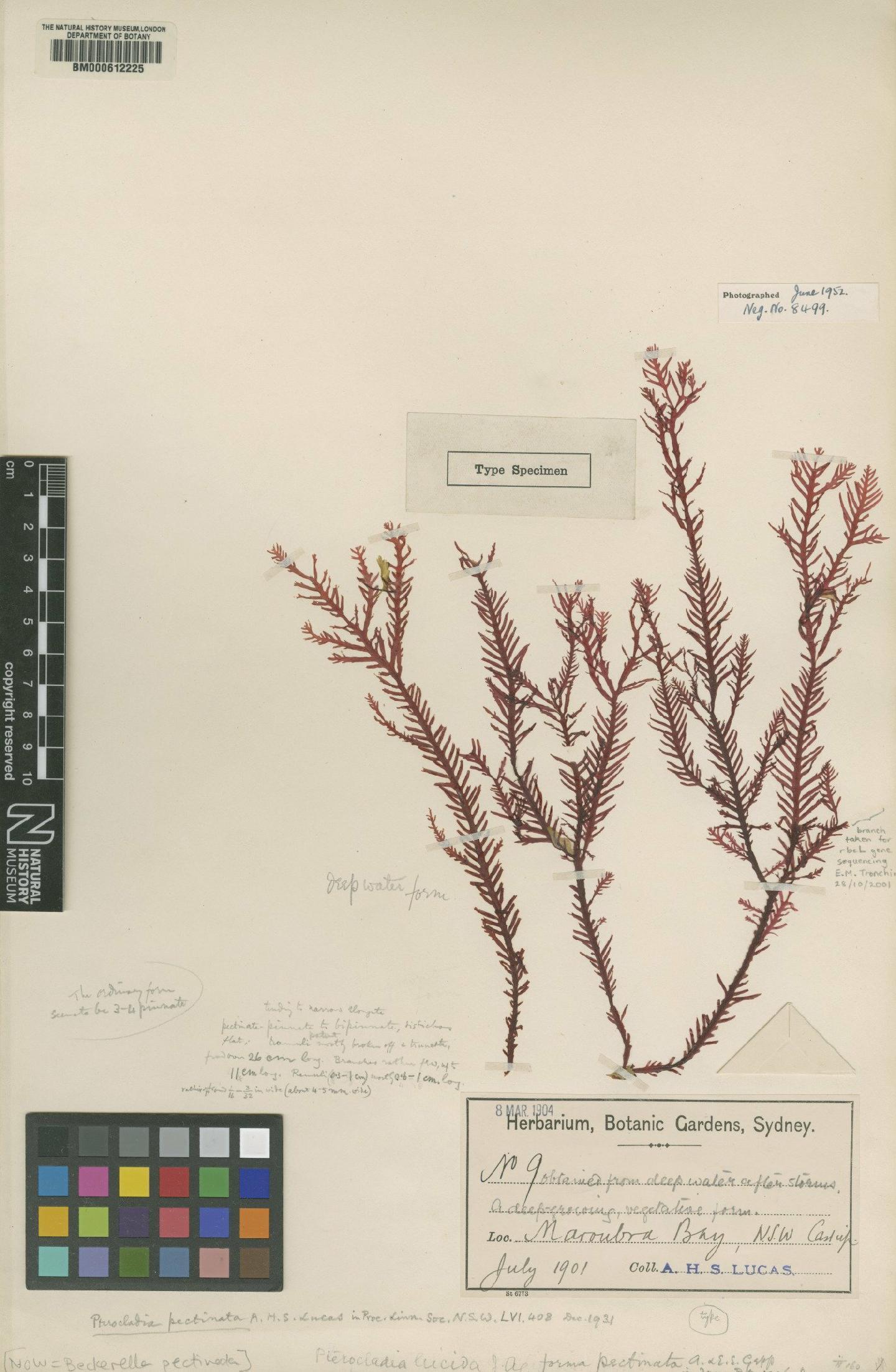 To NHMUK collection (Beckerella pectinata (A.Gepp & E.Gepp) Papenf. & K.C.Fan; Type; NHMUK:ecatalogue:4790177)