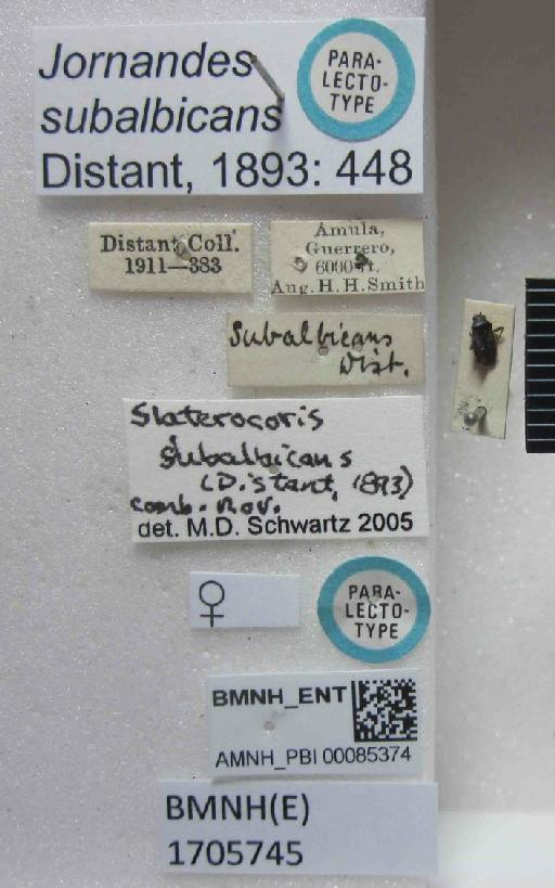 Jornandes subalbicans Distant, 1893 - Jornandes subalbicans-BMNH(E)1705745-Paralectotype female dorsal & labels