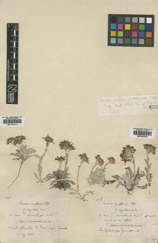 Senecio hallerii Dandy - BM000803514