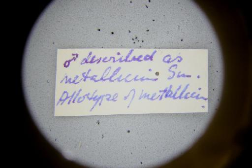 Temnosoma metallicum Smith, F., 1853 - Temnosoma_metallicum-NHMUK010264952-syntype-male-label_4