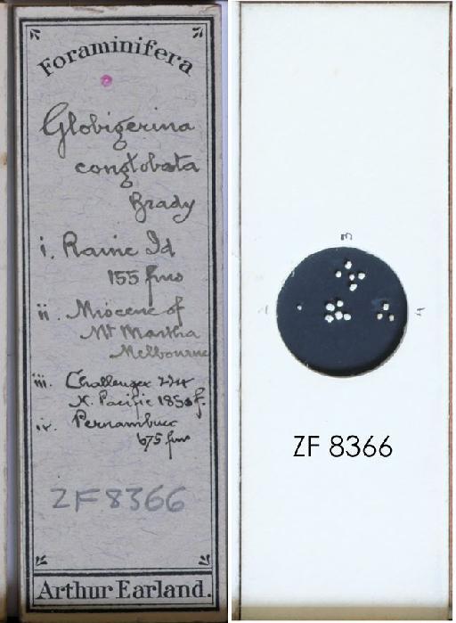 Globigerina conglobata Brady, 1879 - ZF 8366.tif