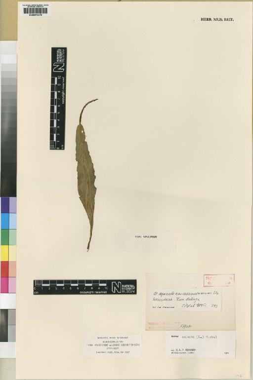 Belvisia spicata (L.f.) Mirb. - BM000785372