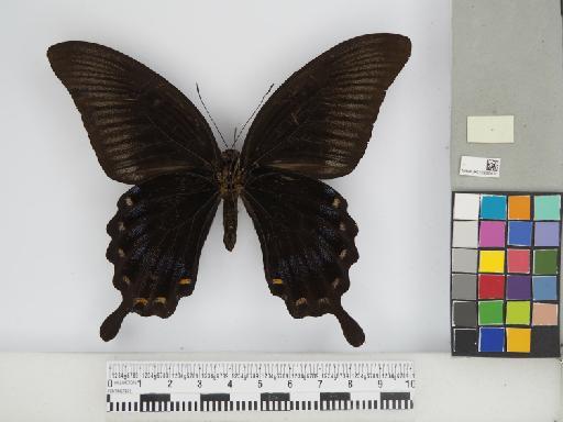 Lepidoptera Linnaeus, 1758 - 010290470_02