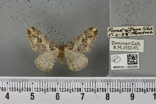 Agriopis leucophaearia (Denis & Schiffermüller, 1775) - BMNHE_1902396_462941