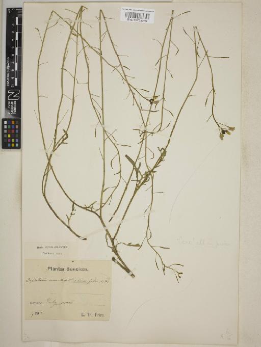 Diplotaxis tenuifolia x muralis - BM013724069
