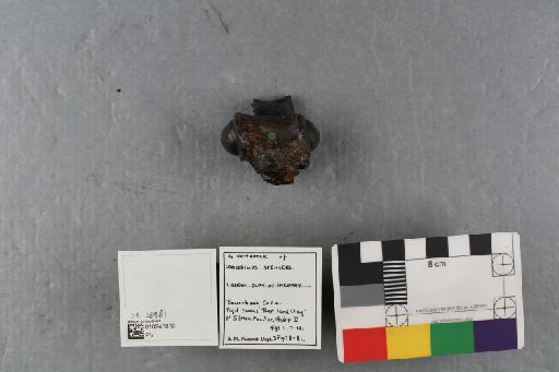 Kentisuchus spenceri Buckland, 1836 - 010248839_L010230947_(1)