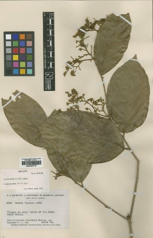 Cordia decipiens I.M.Johnst. - BM000906189