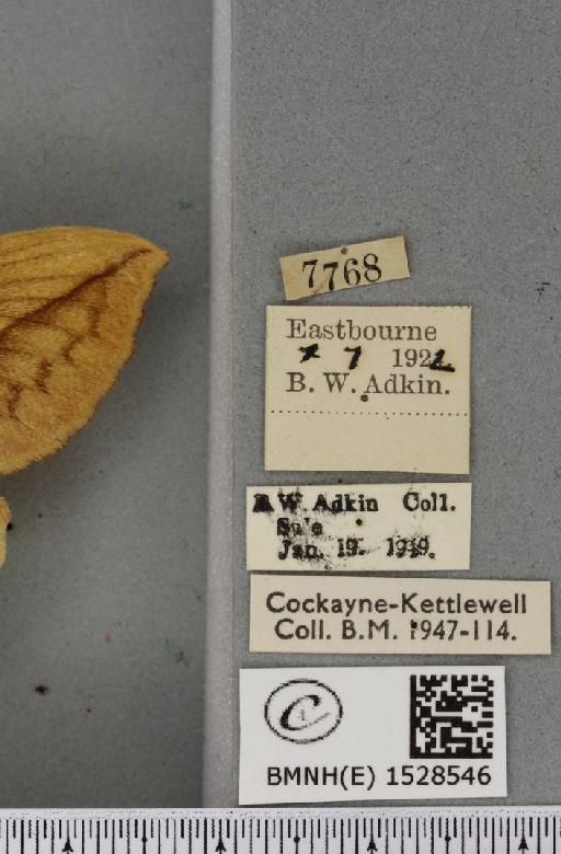 Euthrix potatoria ab. berolinensis Heyne, 1899 - BMNHE_1528546_label_197057