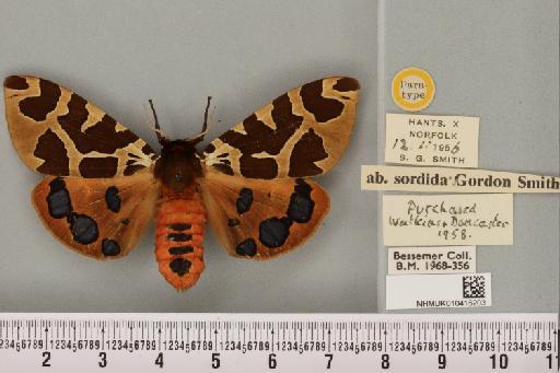 Arctia caja ab. sordida Smith, 1956 - NHMUK_010416203_528555