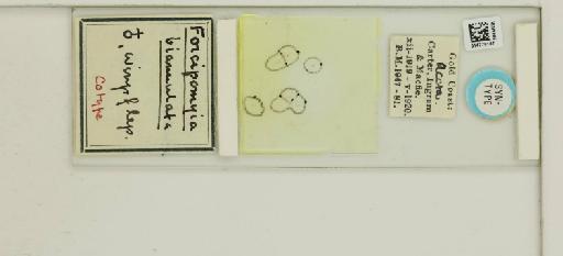 Forcipomyia biannulata Ingram & Macfie - 014770167_812368_1335222_157697_Type