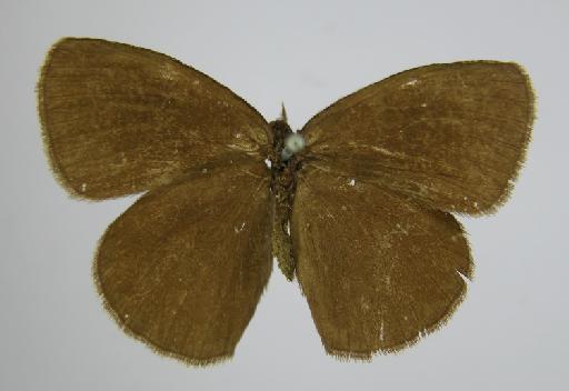 Euptychia liturata Butler, 1867 - BMNH(E)_1267097_Praefaunala_(Euptychia)_liturata_liturata_Butler_T_male_ (2)