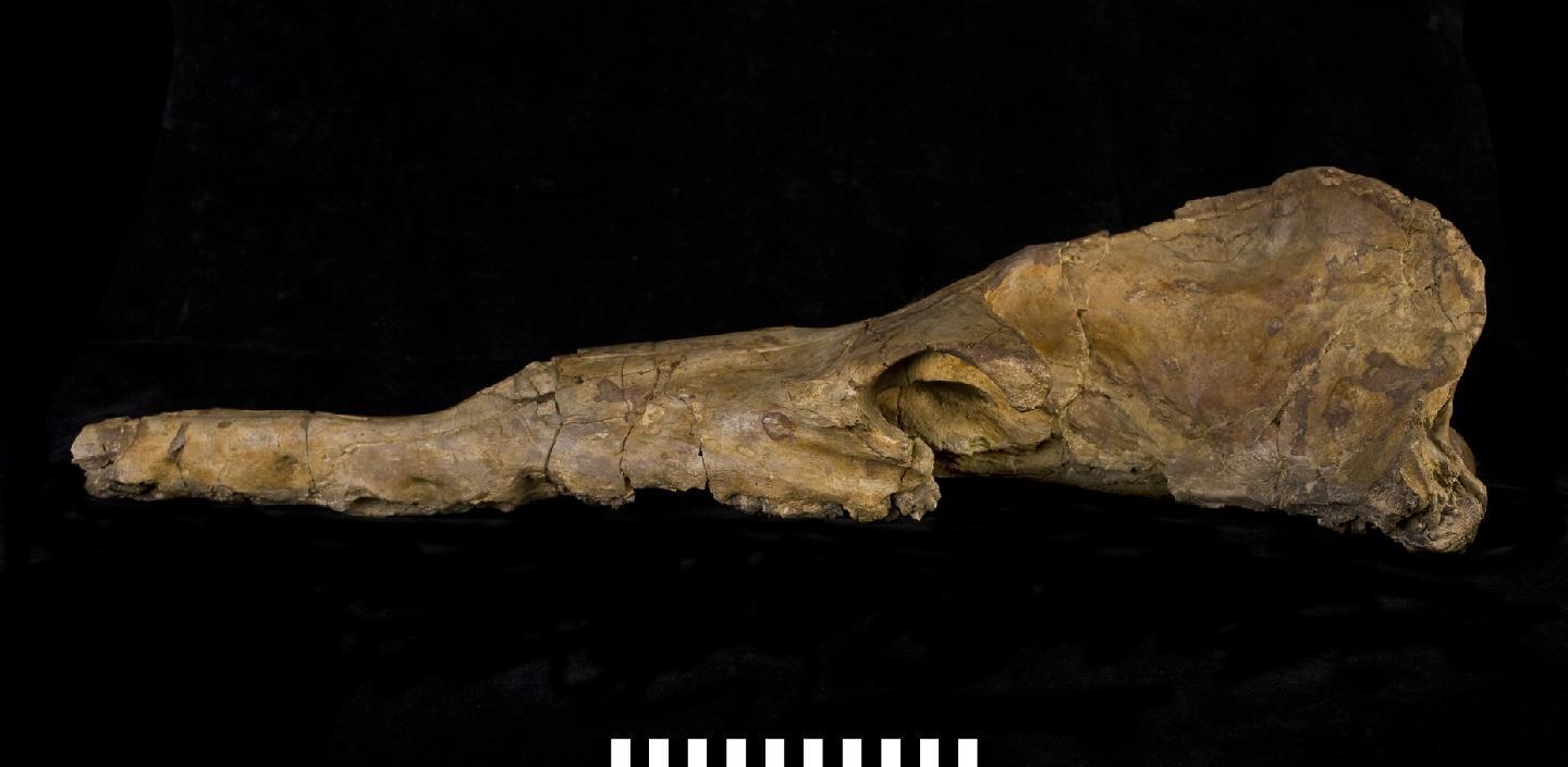 Collection specimens - Specimens - Data Portal Collection specimens - Specimens - Data Portal
