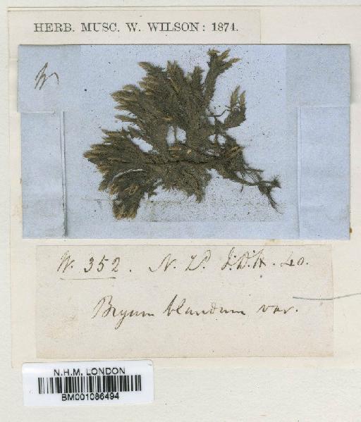 Bryum blandum Hook.f. & Wilson - BM001086494