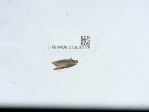 Aethes smeathmanniana Fabricius, 1781 - 013697076_1