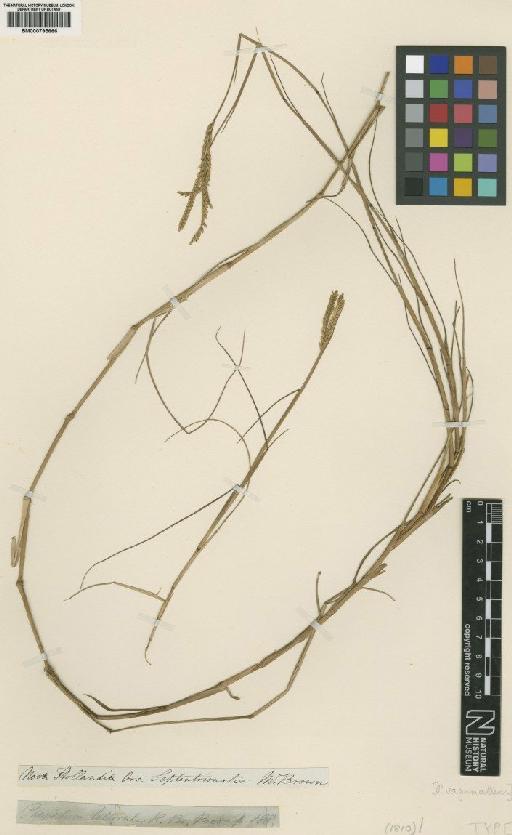 Paspalum vaginatum Sw. - BM000795666