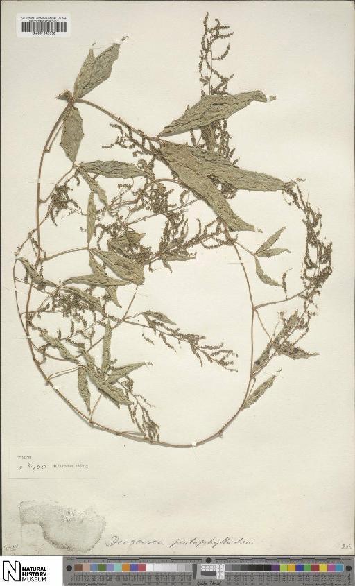 Dioscorea pentaphylla L. - BM001049990
