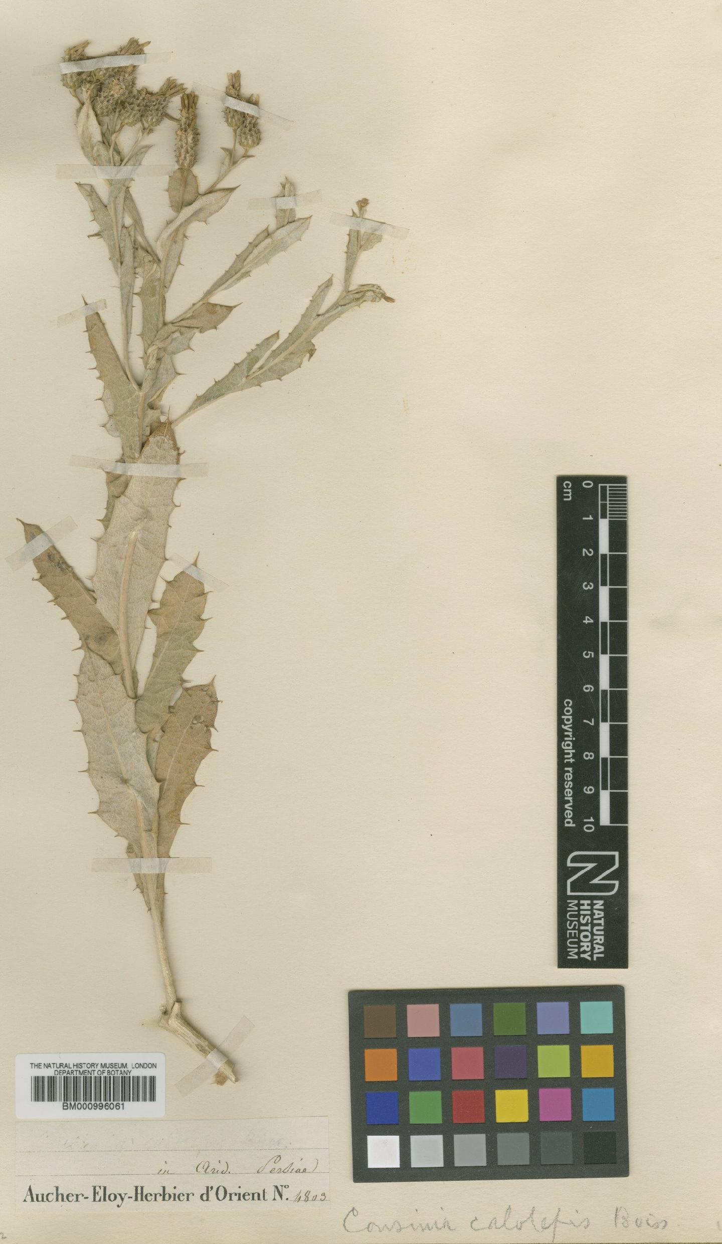 To NHMUK collection (Cousinia calolepis Boiss.; Type; NHMUK:ecatalogue:475332)