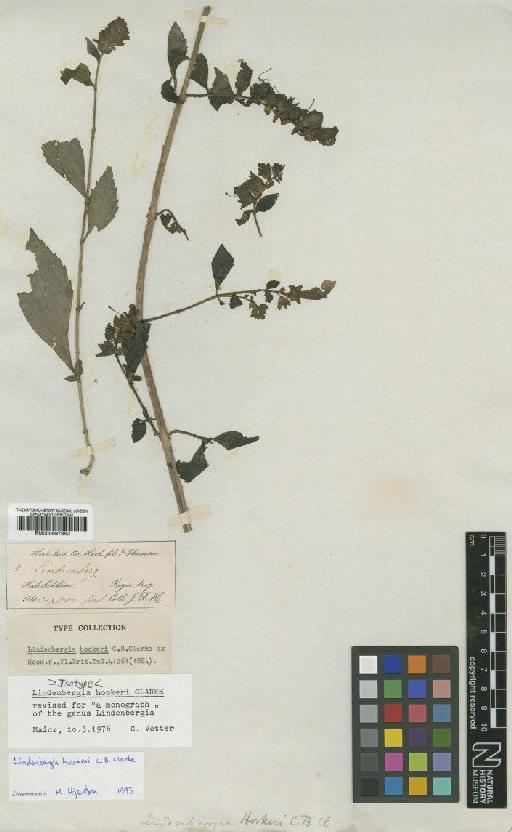 Lindenbergia hookeri C.B.Clarke ex Hook.f. - BM000997853