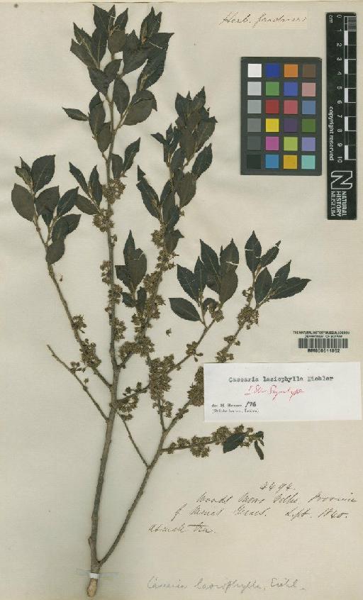 Casearia lasiophylla Eichler - BM000611052