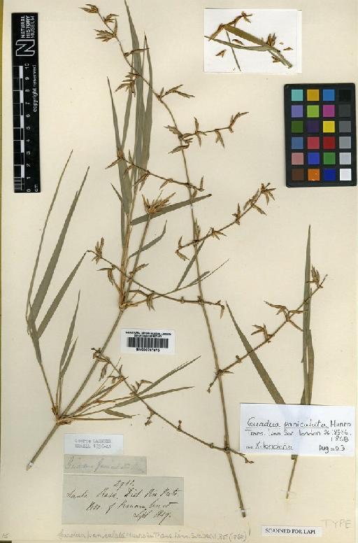Guadua paniculata Munro - BM000797675