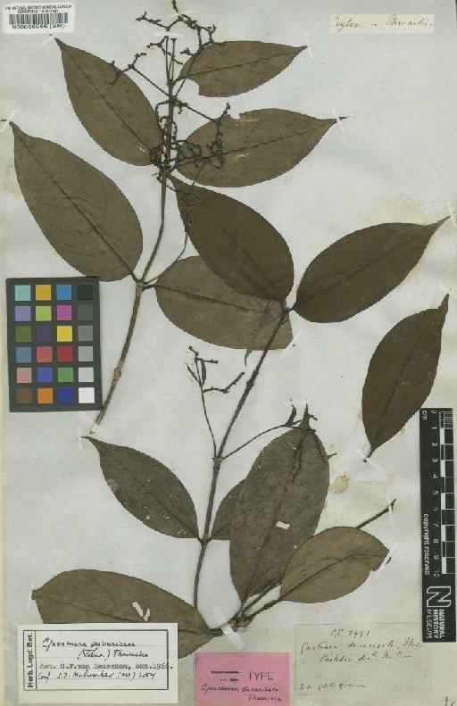 Gaertnera divaricata (Thwaites) Thwaites - BM000055356