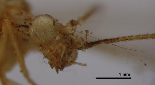 Leucochrysa dolichocera Navás - Allochrysa dolichocera BMNHE 1241761 head lateral
