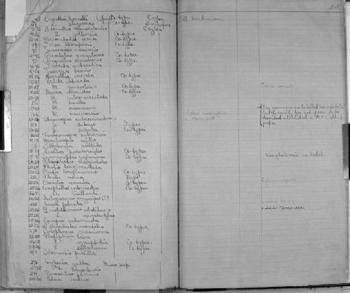 Photis longimana parvorder Caprellidira Walker, 1904 - Zoology Accessions Register: Crustacea: 1876 - 1905: page 218