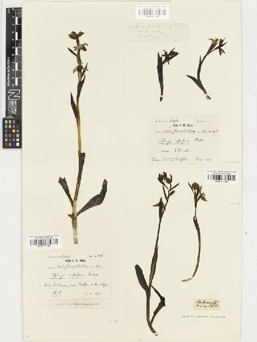 Ophrys apifera Huds. - BM001117186