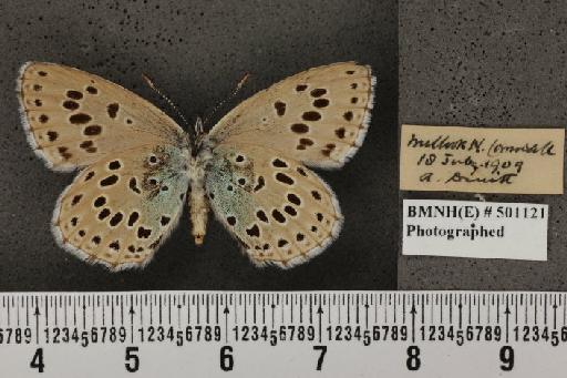 Maculinea arion eutyphron ab. striata Tutt, 1914 - BMNHE_501121_147279