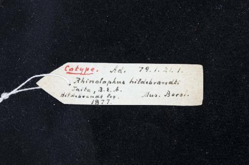 Rhinolophus hildebrandtii Peters, 1878 - 1879_1_21_1-Rhinolophus_hildebrandtii-Holotype-Skull-label